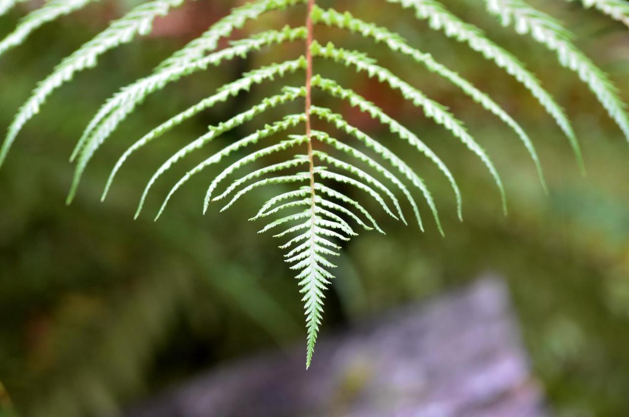 Rainforest Deluxe Земля Франца-Иосифа Экстерьер фото